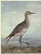 [Gutenberg 47326] • Birds Illustrated by Color Photography, Vol. 3, No. 4.